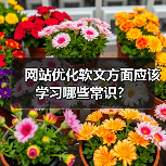 网站优化软文方面应该学习哪些常识？