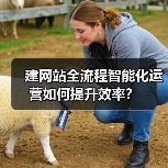 建网站全流程智能化运营如何提升效率？（图1）