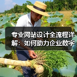 专业网站设计全流程详解：如何助力企业数字化转型？（图2）